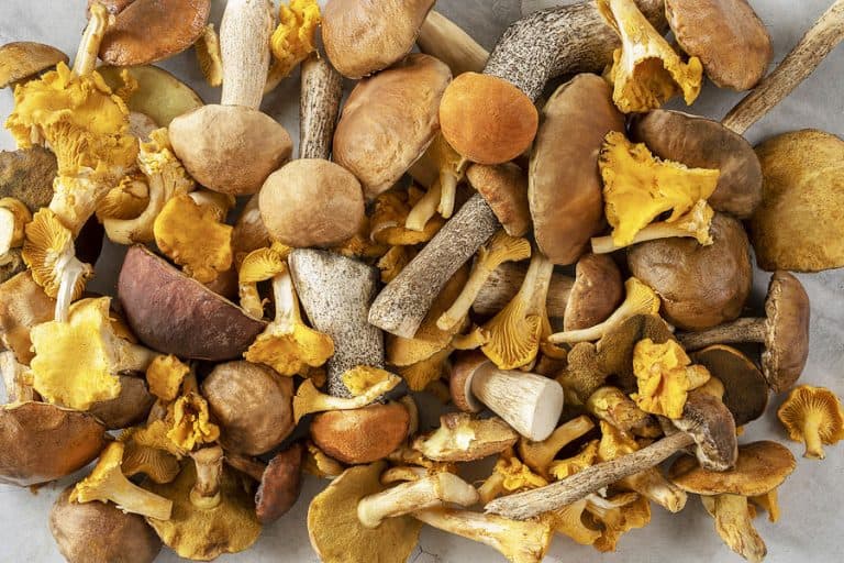 Picture of types of keto friendly mushrooms